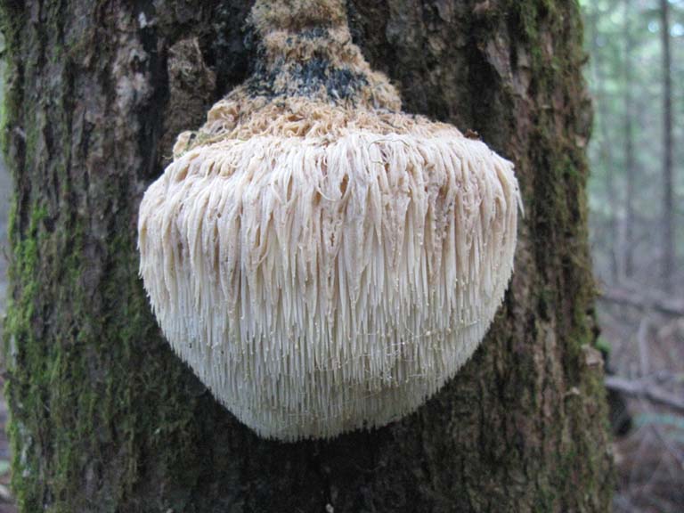 Hericium erinaceus